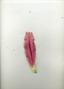 vittoriapiscitelli_davide2